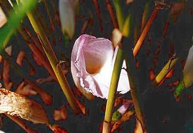 Aframomum melegueta: Grain of paradise flower