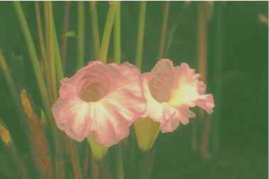 Aframomum melegueta: Grain of paradise flower