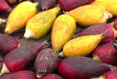 Aframomum melegueta: Ripe fruits of grain of paradise