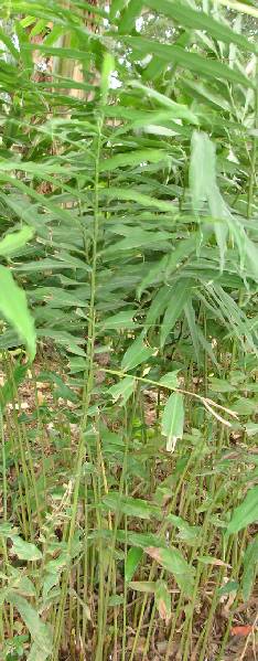 Aframomum melegueta: Paradieskörnerpflanze