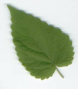 Agastache foeniculum: Anise hyssop leaf