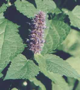 Agastache foeniculum: Anise hyssop plant