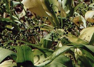 Allium ursinum: Fruchtender Baerlauch