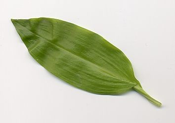 Allium ursinum: Baerlauchblatt