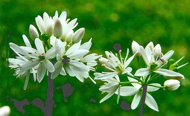 Allium ursinum: Bärlauchblüte