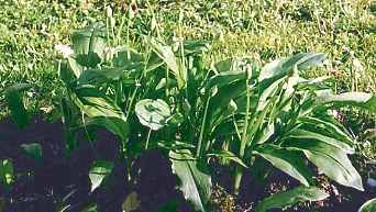 Allium ursinum: Baerlauch vor der Blüte