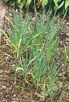 Allium sativum: Young garlic plants