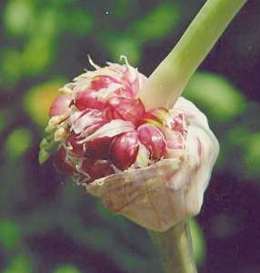 Allium sativum: Garlic flower