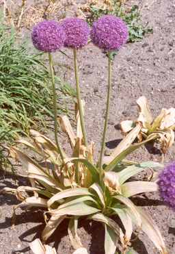 Allium giganteum: Riesenlauch