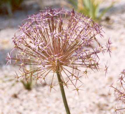 Allium christophii: Blüten Persischer Lauch
