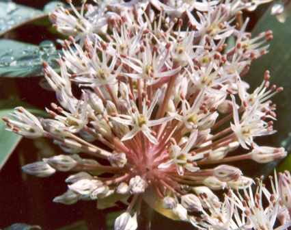 Allium karataviense: Blüten