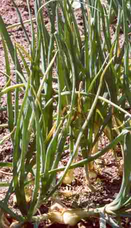 Allium cepa: Zwiebelpflanzen