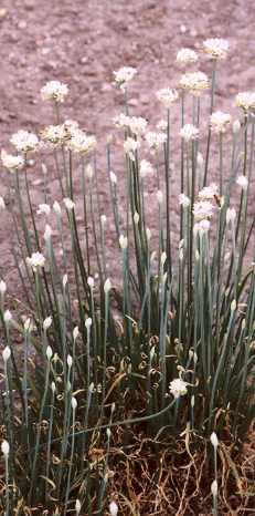 Allium tuberosum: Garlic chives, Chinese chive