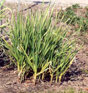 Allium sativum: Junge Knoblauchpflanzen