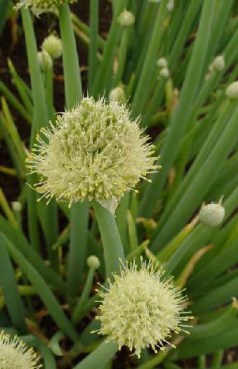 Allium fistulosum: Winterzwiebel