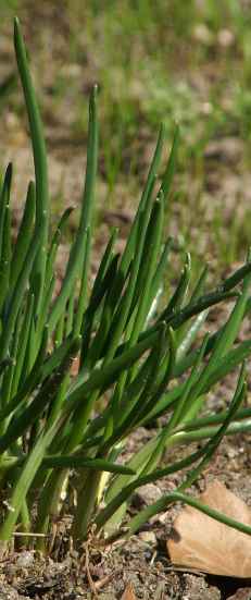 Allium cepa: Young onion plants