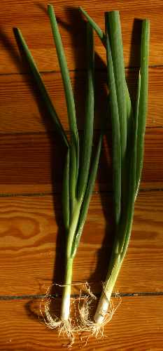 Allium fistulosum: Spring onions