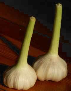Allium sativum: Garlic head
