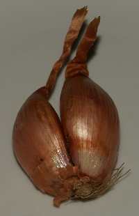Allium ascalonicum: Schalotte
