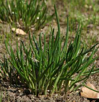Allium cepa: Junge Zwiebelpflanze