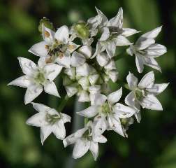 Allium tuberosum: Schnittknoblauch, Blütenstand