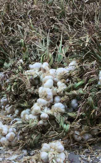 Allium sativum: Drying garlic