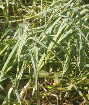 Allium sativum: Garlic field