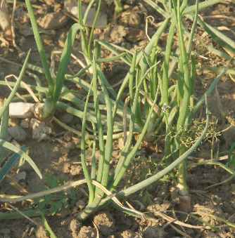 Allium cepa: Zwiebelpflanzen in einem Hausgarten