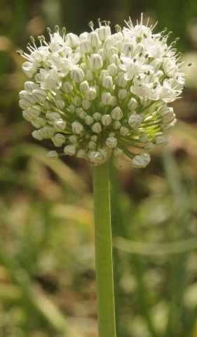 Allium cepa: Blütenstand der Zwiebel
