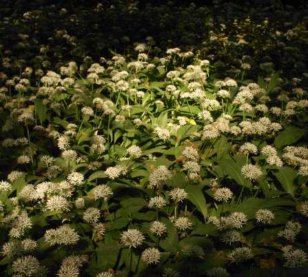 Allium ursinum: Bärlauchbestand im Wald