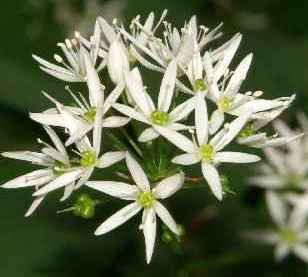 Allium ursinum: Bärlauchblütenstand