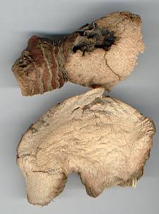 Alpinia galanga: Galanga (dried)