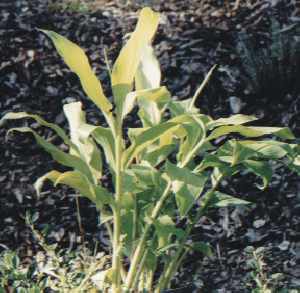 Alpinia galanga: Galgant (sterile Pflanze)