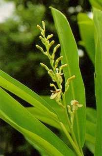 Alpinia galanga: Galanga flower