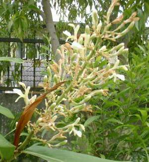 Alpinia galanga: Flower cluster