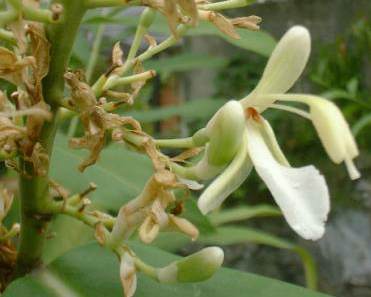 Alpinia galanga: Single flower