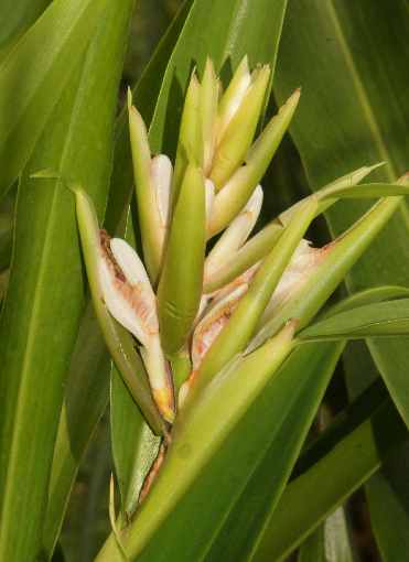 Alpinia galanga: Galangale inflorescence