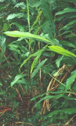 Amomum subulatum: Nepal cardamom plants