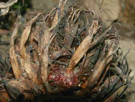 Amomum subulatum: Brown cardamom infrutescence (Nepal)