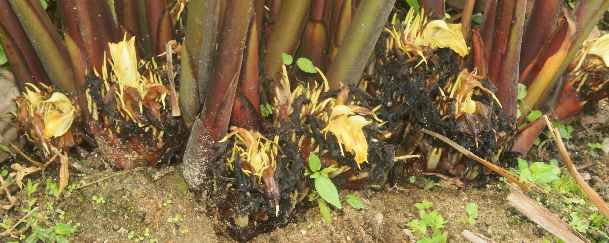 Amomum subulatum: Group of Black Cardamom plants with yellow flowers (Nepal)