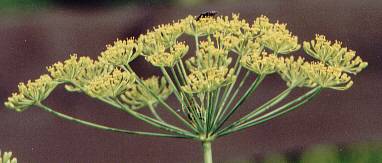 Anethum graveolens: Dill flowers