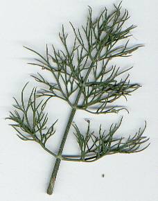 Anethum graveolens: Dill leaf