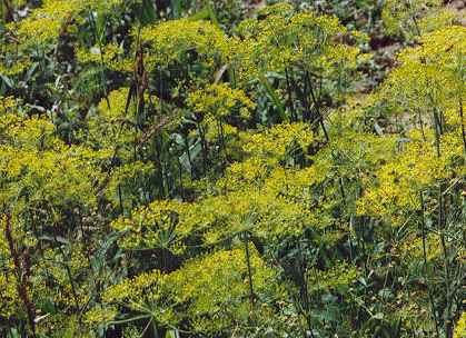 Anethum graveolens: Flowering dill plants