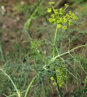 Anethum graveolens: Young dill inflorescence