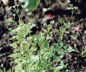 Anthriscus cerefolium: Flowering chervil (with unripe fruits)