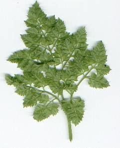 Anthriscus cerefolium: Chervil leaf
