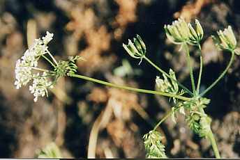Anthriscus cerefolium: Chervil flower cluster