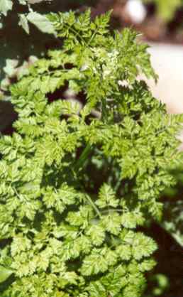 Anthriscus cerefolium: Chervil plant