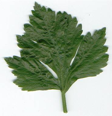 Apium graveolens: Celery leaf