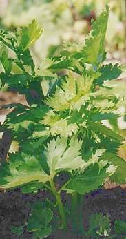 Apium graveolens: Celery plant